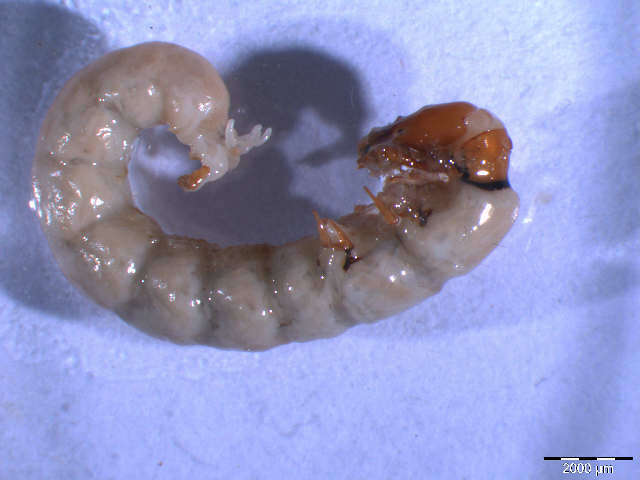 Image of Philopotamoidea