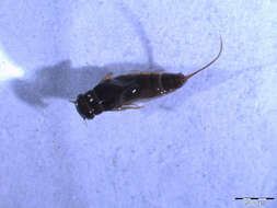 Image of Leptophlebioidea
