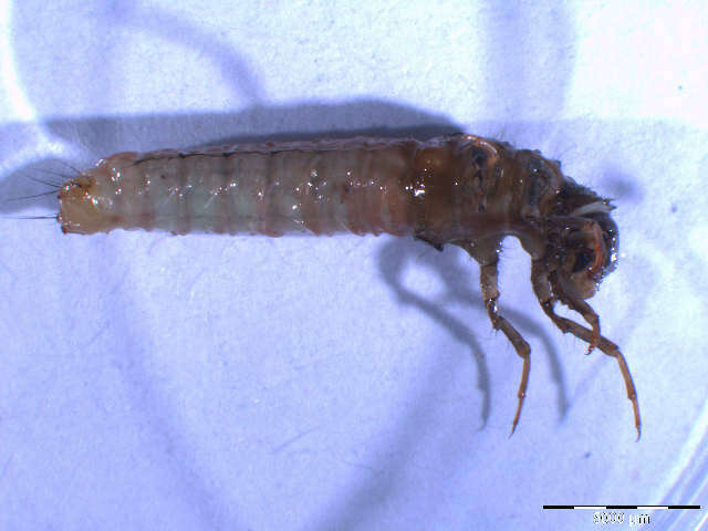 Image of Halesus