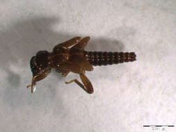 Image of spring stoneflies