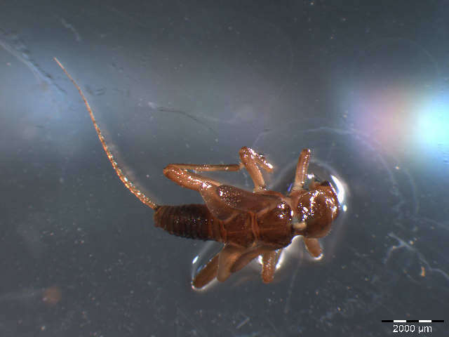 Image of Nemourinae