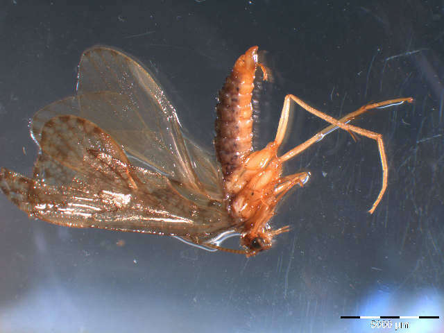 Image of Rhyacophila fasciata Hagen 1859