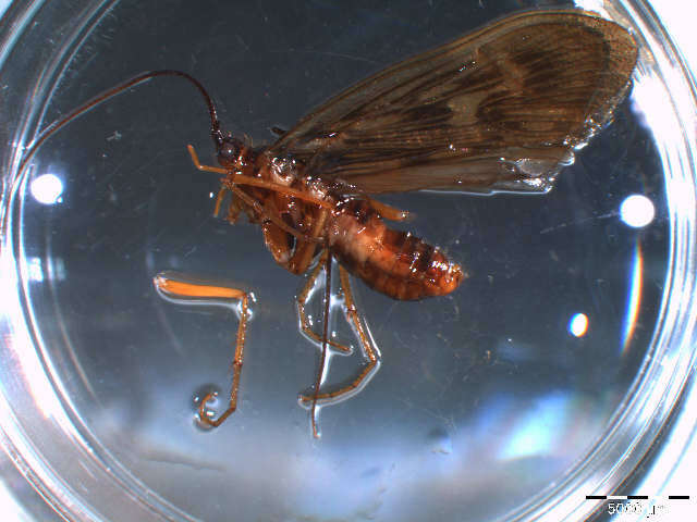 Image of Potamophylax cf. latipennis