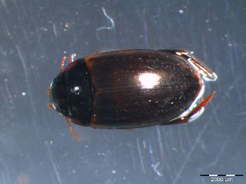 Image of Agabus cf. paludosus