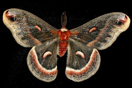 Image of Cecropia Moth