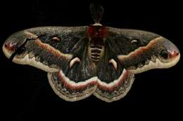 Image of Cecropia Moth