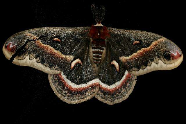 Image of Cecropia Moth