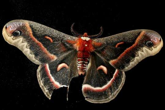 Image of Cecropia Moth