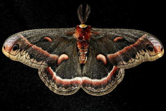 Image of Cecropia Moth