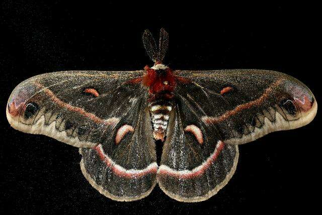 Image of Cecropia Moth