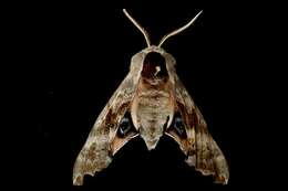 Image of One-eyed Sphinx, Eyed Hawk-moth