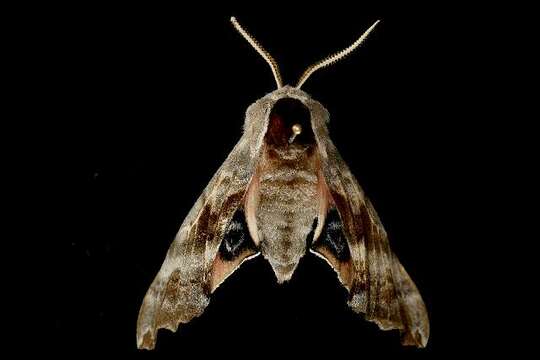 Image of One-eyed Sphinx, Eyed Hawk-moth