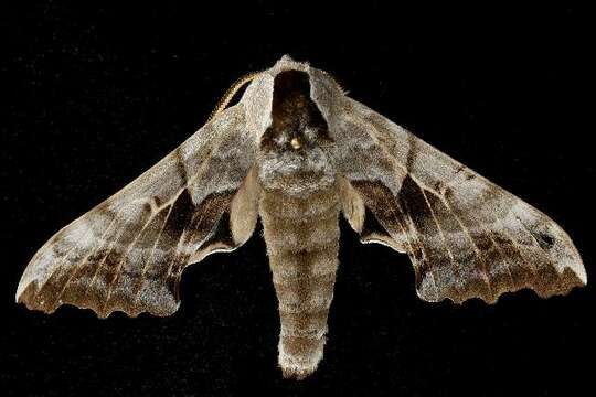 Image of One-eyed Sphinx, Eyed Hawk-moth