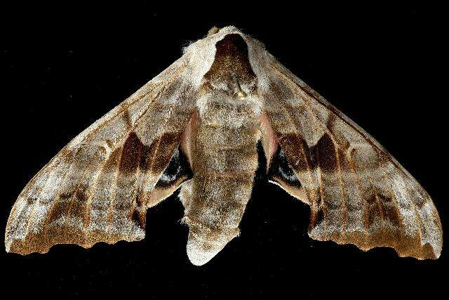 Image of One-eyed Sphinx, Eyed Hawk-moth