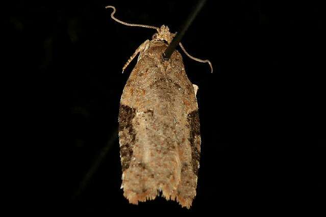 Image of Acleris cervinana Fernald 1882