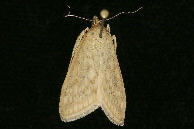 Image of Sitochroa Moth