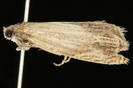 Image of <i>Eucosma essexana</i>