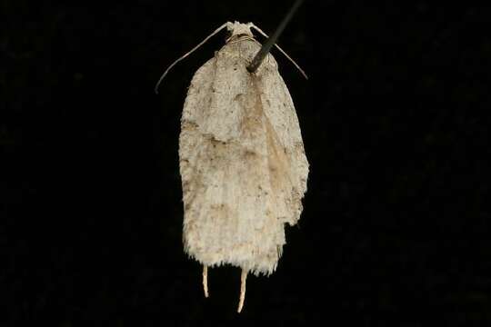 Image of Black-headed Birch Leafroller