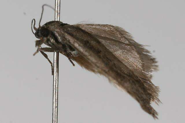 Image of Epinotia sotipena Brown 1986