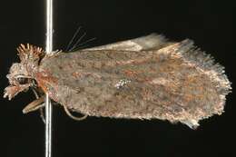 Image of <i>Acleris bowmanana</i>