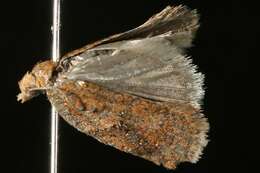 Imagem de Acleris semiannula Robinson 1869