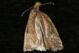 Imagem de Acleris semiannula Robinson 1869