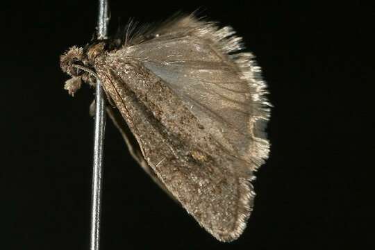 Image of Epinotia sotipena Brown 1986