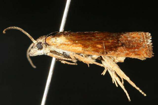 Image of <i>Eucosma essexana</i>