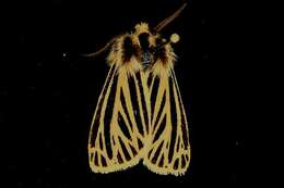 Image of Grammia virguncula Kirby 1837