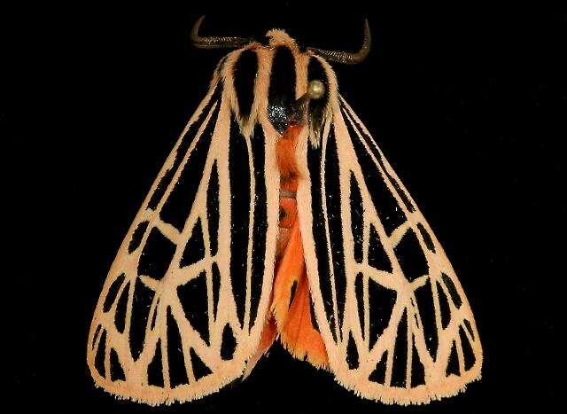 Image of Virgin Tiger Moth