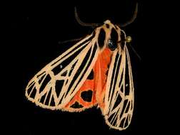 Image of Virgin Tiger Moth