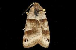 Image of Clover Looper, Range Grass-moth