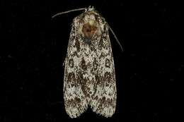 Image of Night-wandering Dagger Moth