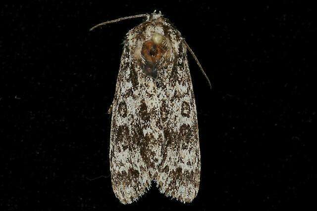 Image of Night-wandering Dagger Moth