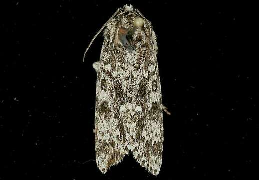 Image of Night-wandering Dagger Moth