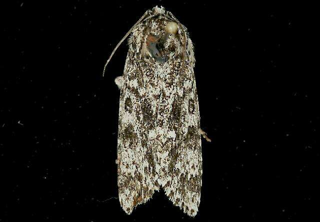 Image of Night-wandering Dagger Moth