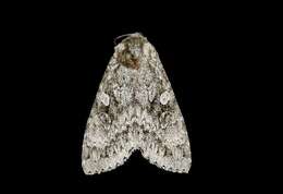 Image of Great Gray Dart; Great Brocade