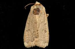 صورة Abagrotis alternata Grote 1864