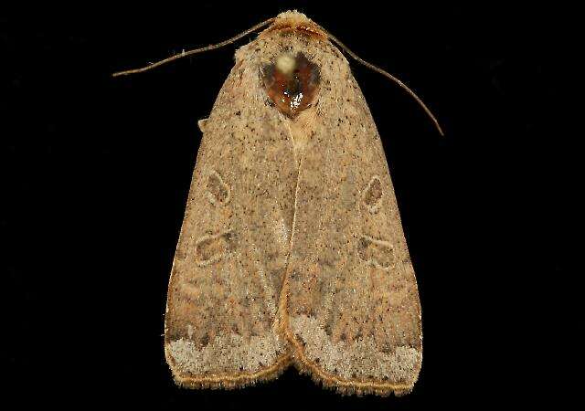 صورة Abagrotis alternata Grote 1864