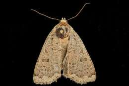 صورة Abagrotis alternata Grote 1864