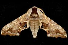 Image of One-eyed Sphinx, Eyed Hawk-moth