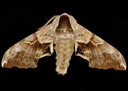 Image of One-eyed Sphinx, Eyed Hawk-moth