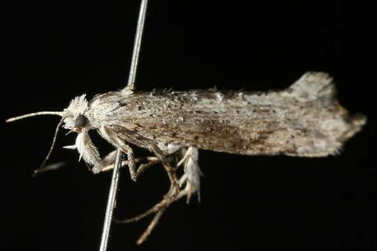 <i>Ypsolopha falciferella</i>的圖片