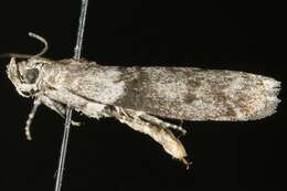Image of Meroptera abditiva Heinrich 1956