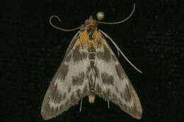 Image of <i>Anania hortulata</i>