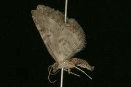 Image of Eupithecia columbiata Dyar 1904