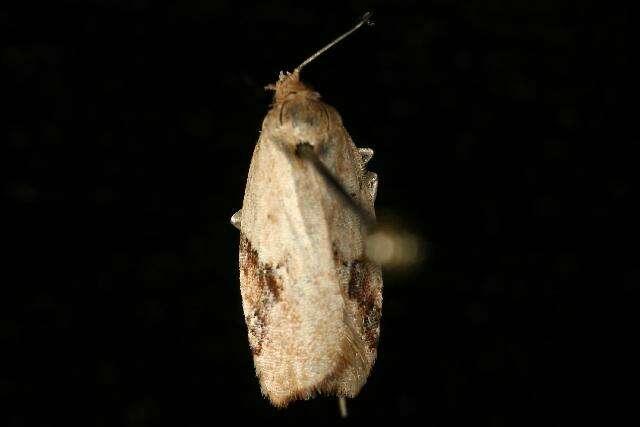 Imagem de Acleris semiannula Robinson 1869