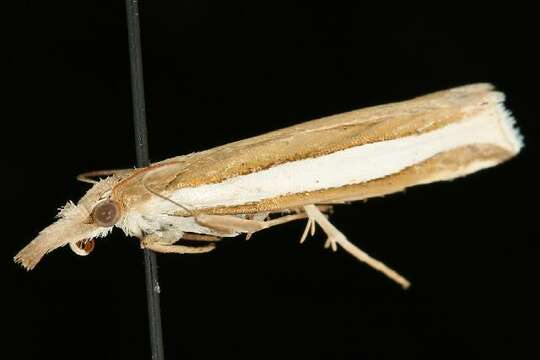 Image of Crambus unistriatellus Packard 1868