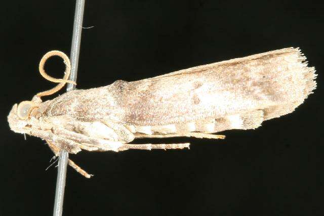 Image of Acrobasis betulella Hulst 1890