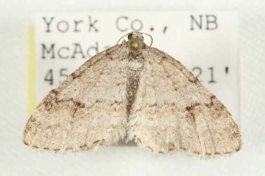 Image of Brown-shaded Carpet